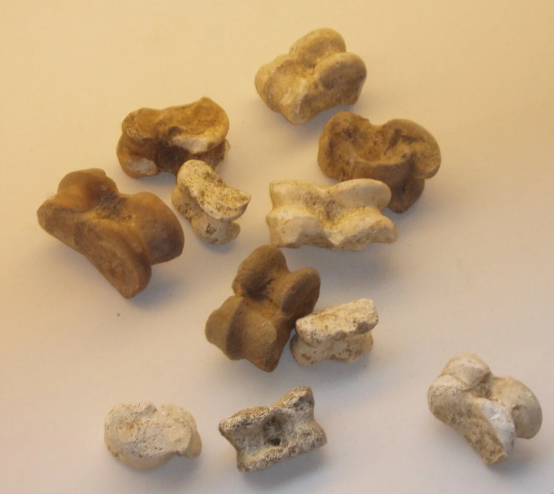 Photo for article 11 — Kempten_Astragaloi.CST5tBOp.webp